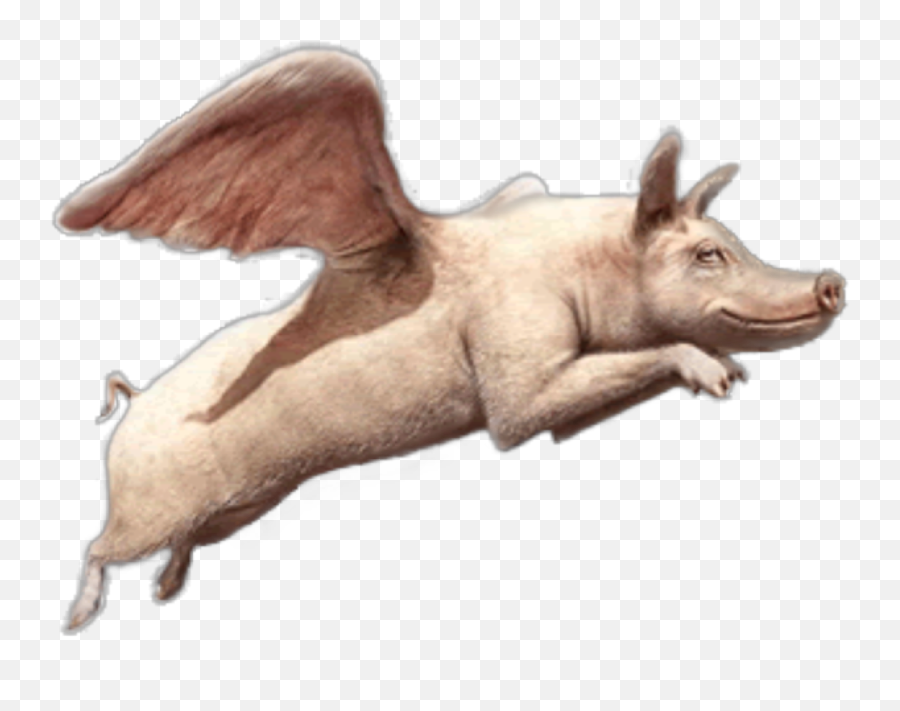 Pig Flying Sticker - El Cerdo Volador Emoji,Flying Pigs Emoji