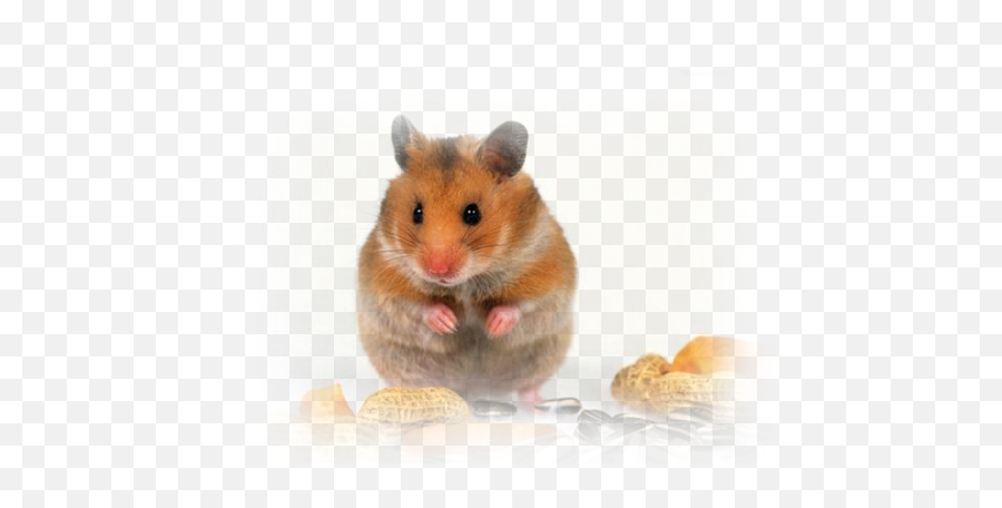 Topi Topini Topastri - Golden Hamster Emoji,2bla Emoticon