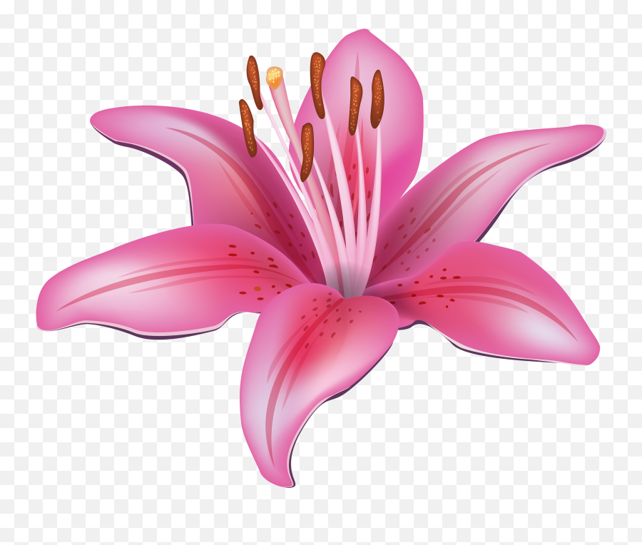 Free Transparent Pink Flower Download Free Clip Art Free - Lily Flower Png Emoji,Pink Flower Emoji