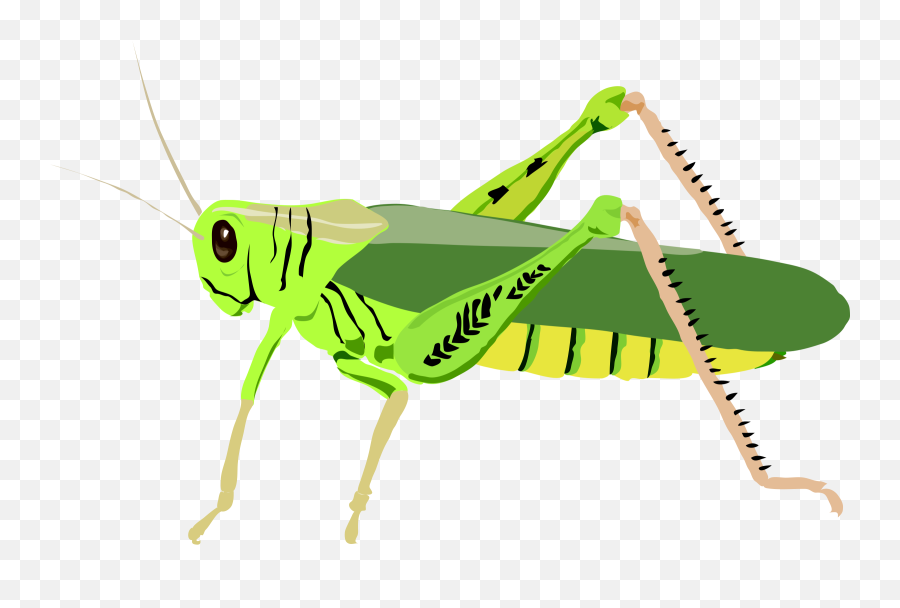 Cute Cricket Insect Clipart - Grasshopper Clip Art Emoji,Crickets Emoji