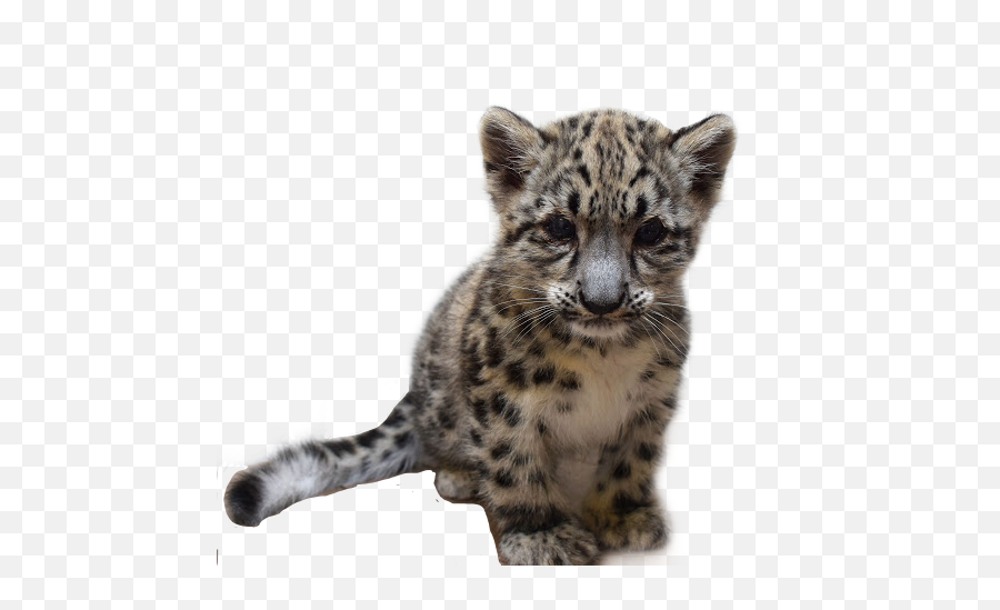 The Most Edited - Baby Snow Leopard Akron Zoo Emoji,Cute Leopard Emojis