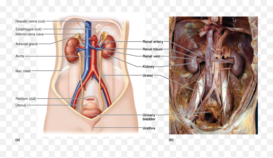 Anatomy And Physiology - Urinary System Anatomy Emoji,Emojis That Lead From The Kidney To The Urinary Bladder