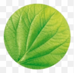 Garnier Leaf Logo Transparent Png - Stickpng Emoji,Emojis Png Leaves