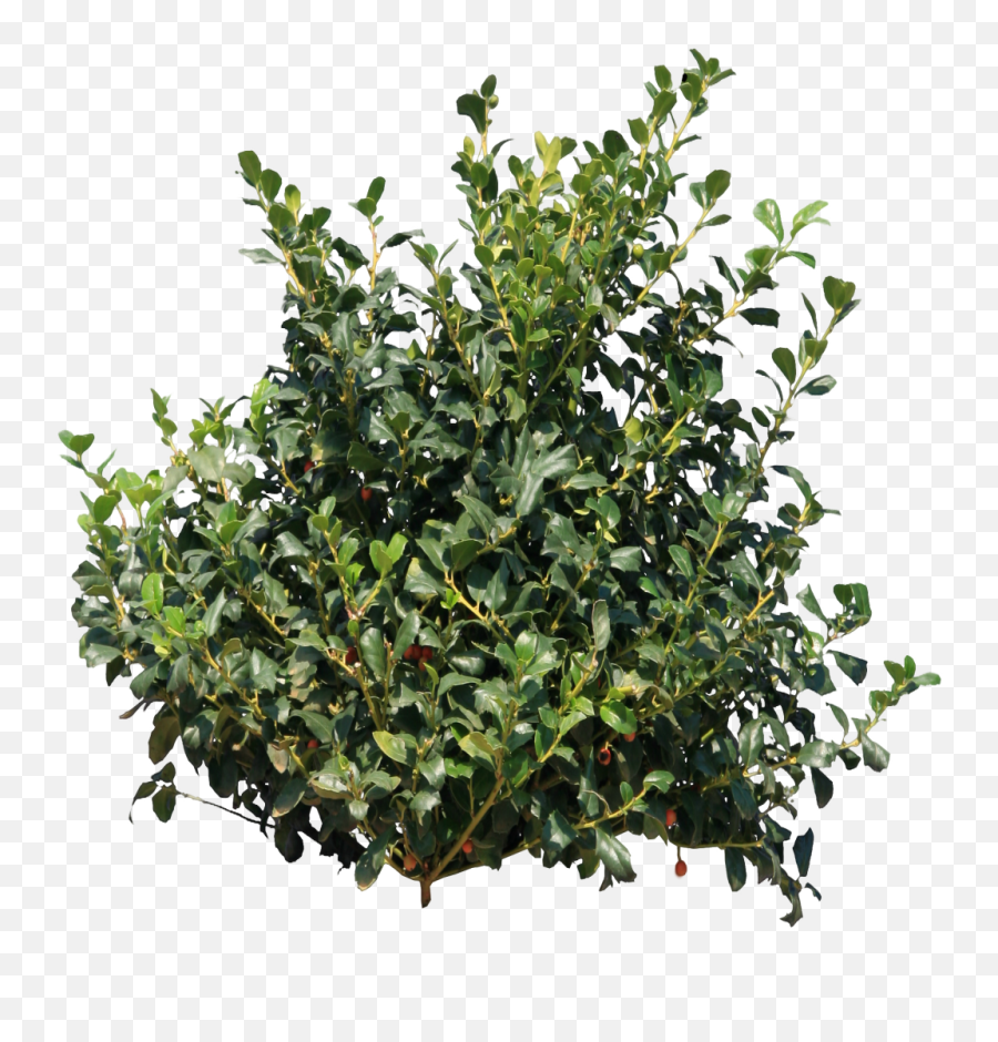 Small Bush Png Free Download Png Arts Emoji,Bush Emoticon Saying Do It In Fortnite