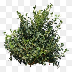 Small Bush Png Free Download Png Arts Emoji,Bush Emoticon Saying Do It In Fortnite