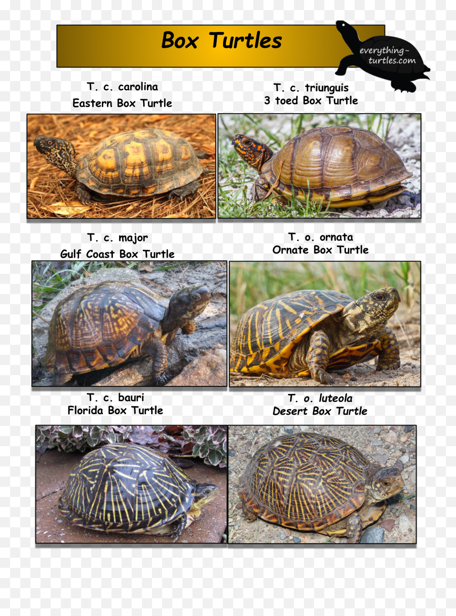 Types Of Box Turtles Box Turtle Turtle Turtle Care Emoji,Cold Turtle Emoticon