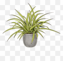 Peacock U0026 Spider Plants Plant Bundle Lively Root Emoji,Heart Leg Peacock Emoji