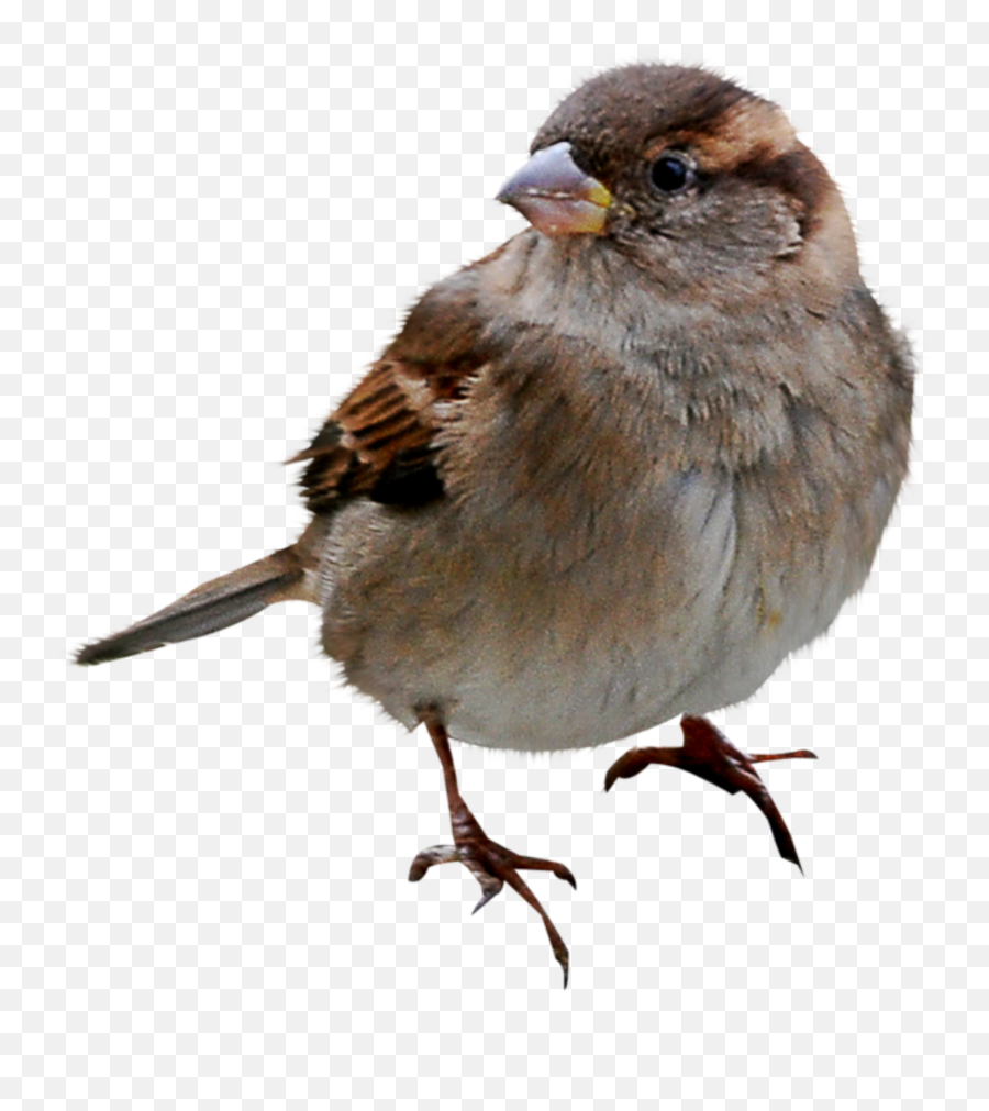 Bird Sparrow Sticker - Transparent Sparrow Png Emoji,Sparrow Emoji