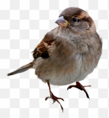Bird Sparrow Sticker - Transparent Sparrow Png Emoji,Sparrow Emoji