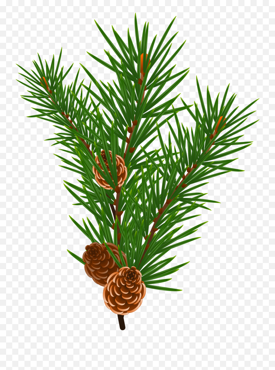 Free Photo Pine Branches - Branch Conifer Coniferous Pine Cones Png Vector Emoji,Pine Cone Emoji