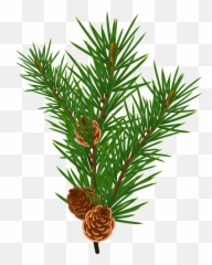 Free Photo Pine Branches - Branch Conifer Coniferous Pine Cones Png Vector Emoji,Pine Cone Emoji