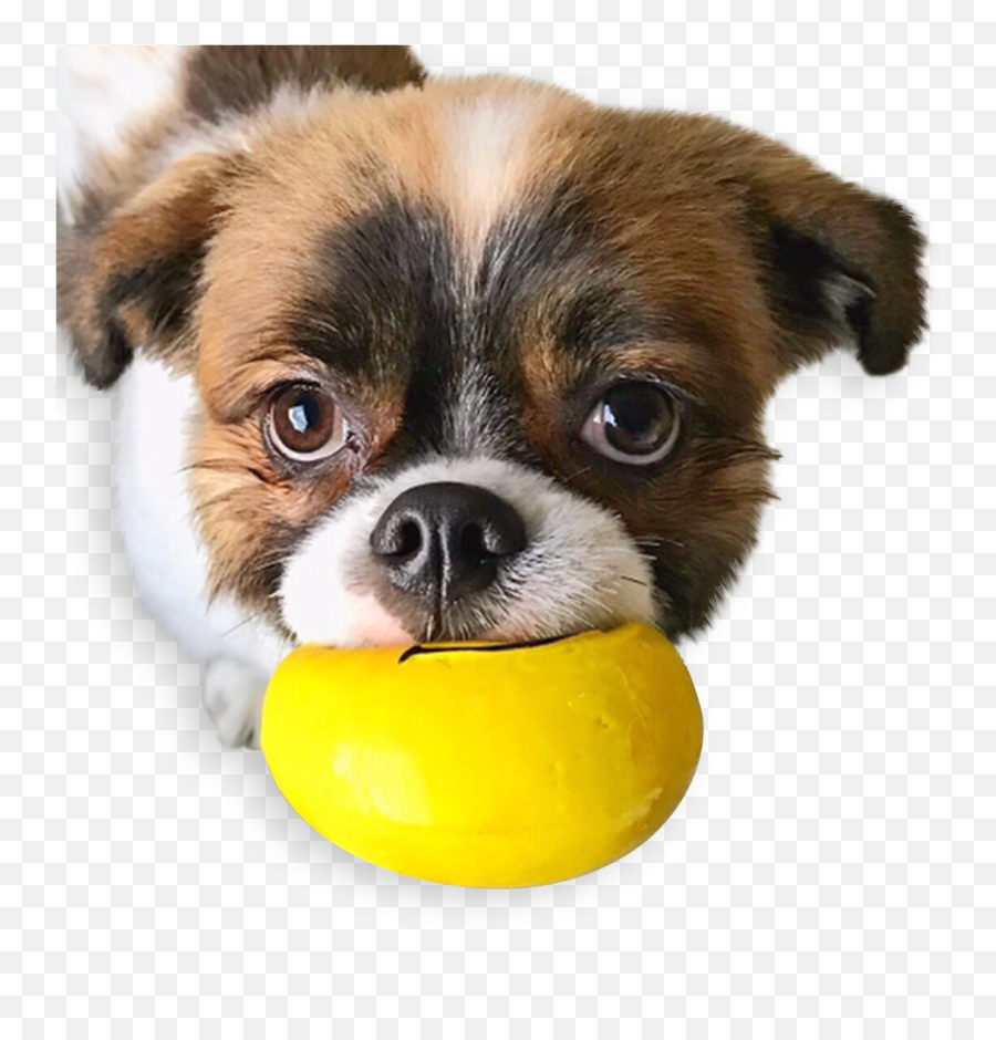 Download Hd Emojis Squeaky Latex Dog - Dog Toy,Latex Emojis
