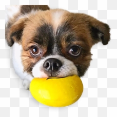 Download Hd Emojis Squeaky Latex Dog - Dog Toy,Latex Emojis