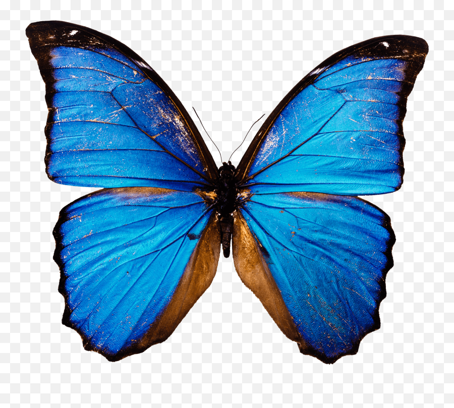 Blue Butterfly Transparent 1 - High Resolution Butterfly Png Emoji,Butterfly Emoji Png