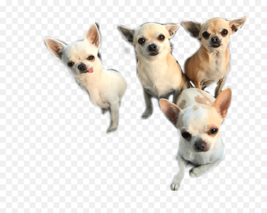 Largest Collection Of Free - Toedit Chihuahuas Stickers Chihuahua Emoji,Chihuahua Emoji