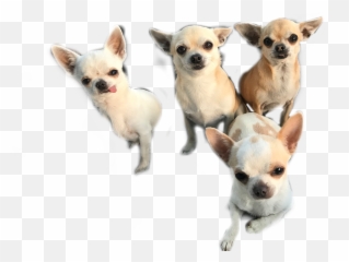 Largest Collection Of Free - Toedit Chihuahuas Stickers Chihuahua Emoji,Chihuahua Emoji