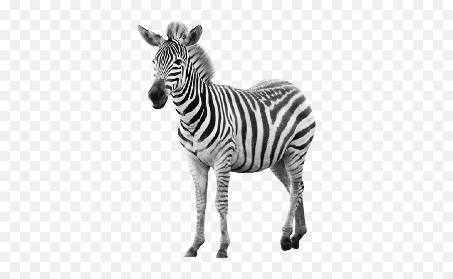 Best Zebra Animal Png Images Free Download Top Wild Animals - Zebra Cutout Emoji,Emoticon Photoshop Tutorial