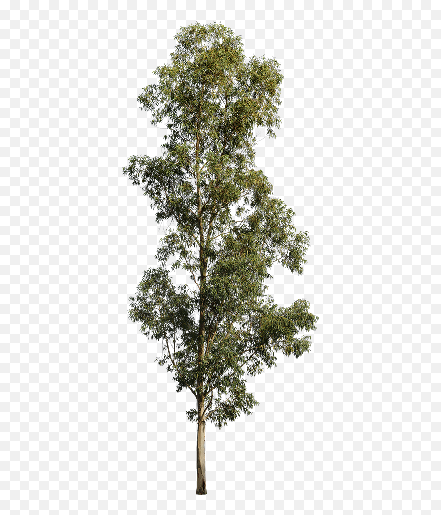 Eucalyptus Globulus Ii - Transparent Eucalyptus Tree Png Emoji,Eucalyptus Emoji