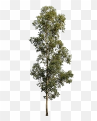 Eucalyptus Globulus Ii - Transparent Eucalyptus Tree Png Emoji,Eucalyptus Emoji
