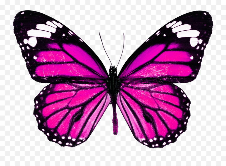 Butterfly Emoji Copy And Paste - Pink Monarch Butterfly Png,Purplebutterfly Emojis