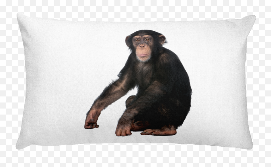 Chimpanzee - Sus Monkey Emoji,Chimp Emotion Faces