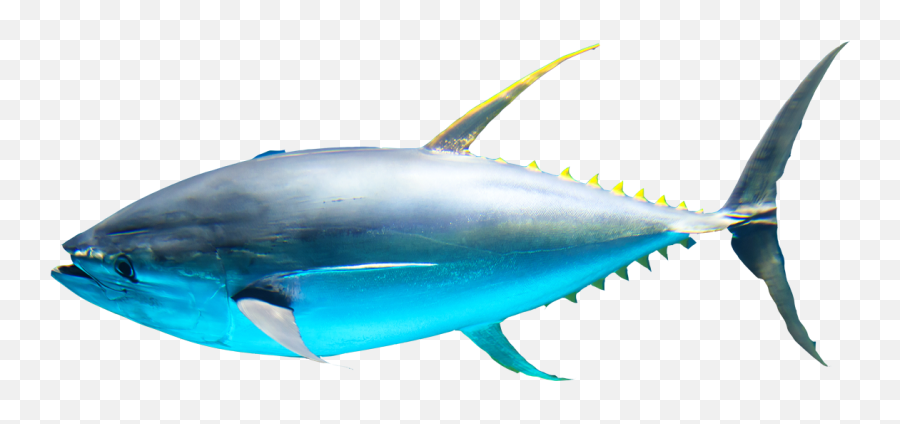 Callipo Conserve Tuna And Seafood Products Processed In Emoji,Tuna Apple Emoticon