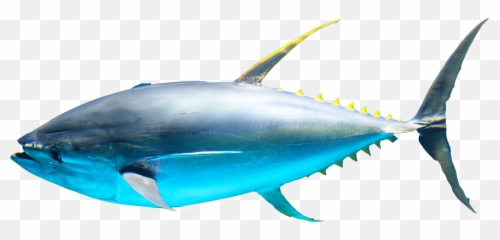 Callipo Conserve Tuna And Seafood Products Processed In Emoji,Tuna Apple Emoticon