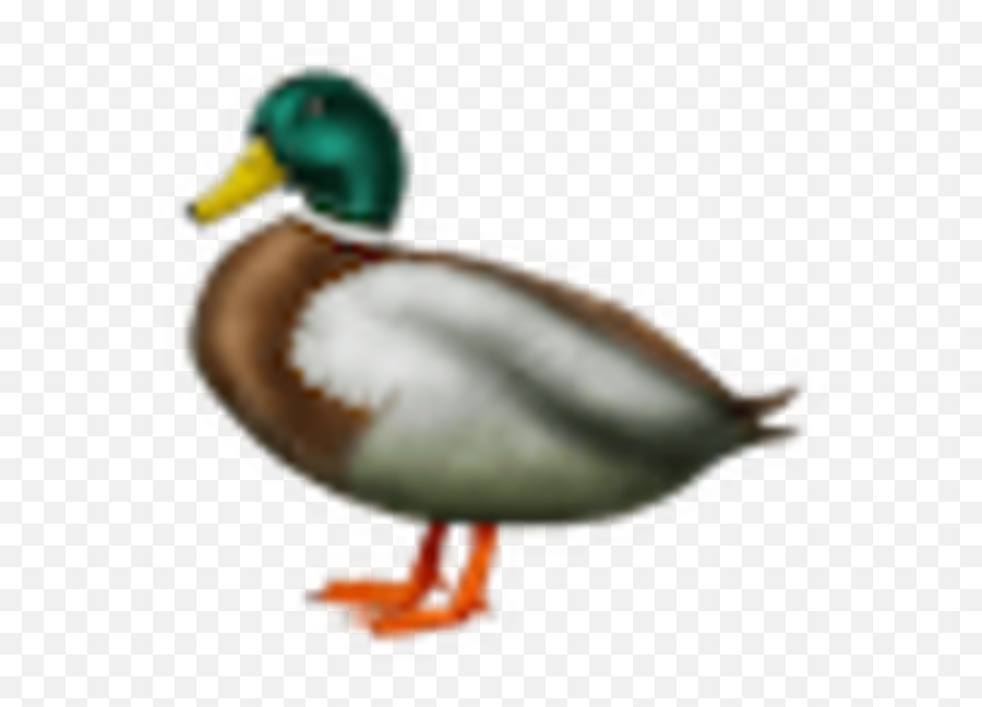 We Ranked All 77 Of The New Emoji Businessinsider India - Domestic Duck,Level 58 Emoji Words