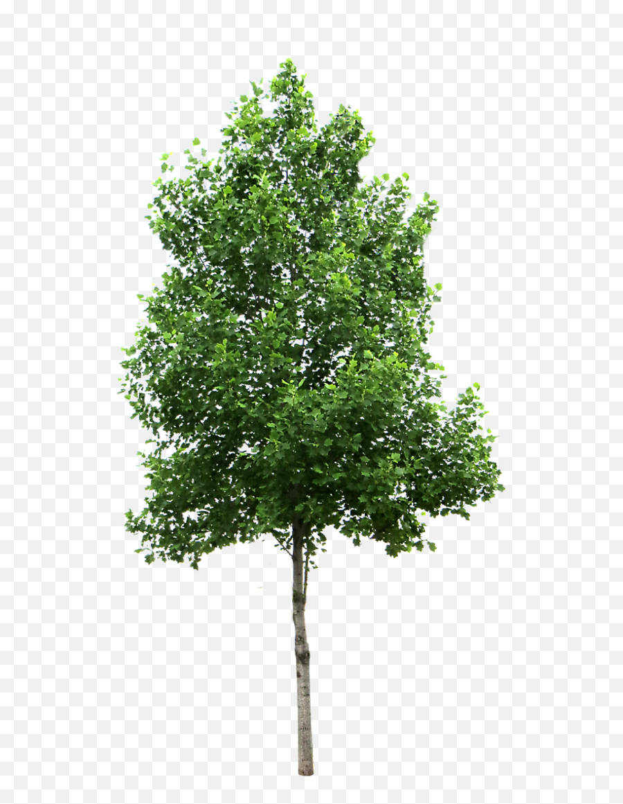 Small Trees Birch Deciduous Clip Art - Tree Png Transparent Emoji,Deciduous Tree Emoji