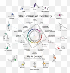Meridian Stretches For Athletes - Genius Of Flexibility Bob Cooley Pdf Emoji,Stomach Meridian Emotions
