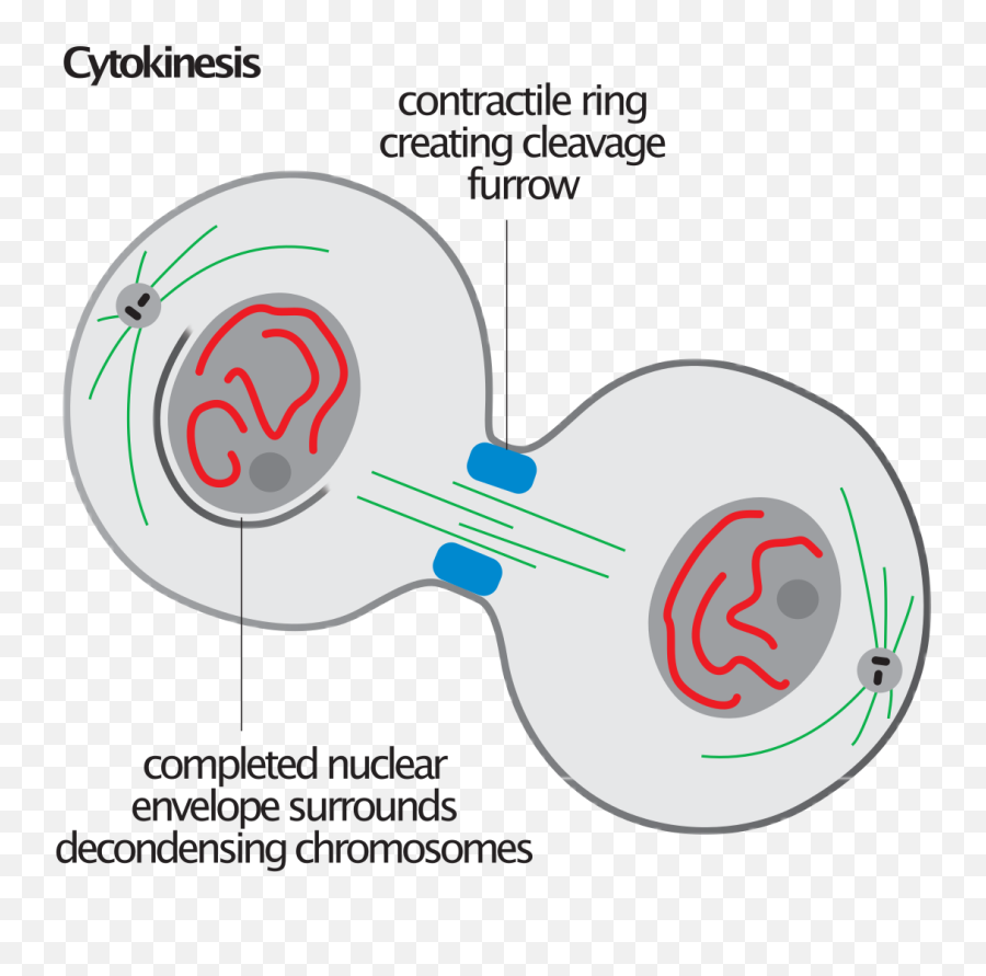 Cytokinesis - Cytokinesis Of Mitosis Emoji,Mitosis In Emojis