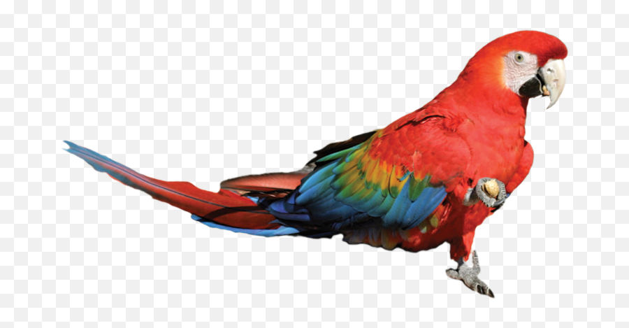 Birdtricksters - Parrots Emoji,African Grey Parrot Reading Emotions