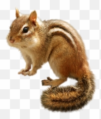 Popular And Trending - Chipmunk Clipart Png Emoji,Chipmunk Emoji