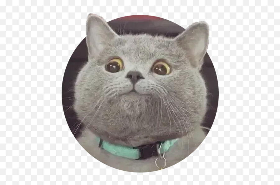 Real Cat Meme 2 Whatsapp Stickers - Stickers Cloud Cat Emoji,Grey Cat Emoji