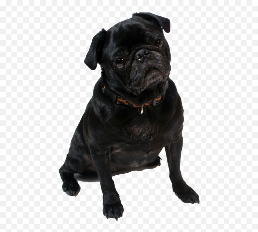 Black Pug Png - Birthday Black Pug 4230289 Vippng Black Pug Dog Food Emoji,Pug Emoticons For Facebook