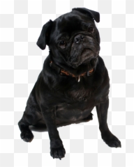 Black Pug Png - Birthday Black Pug 4230289 Vippng Black Pug Dog Food Emoji,Pug Emoticons For Facebook