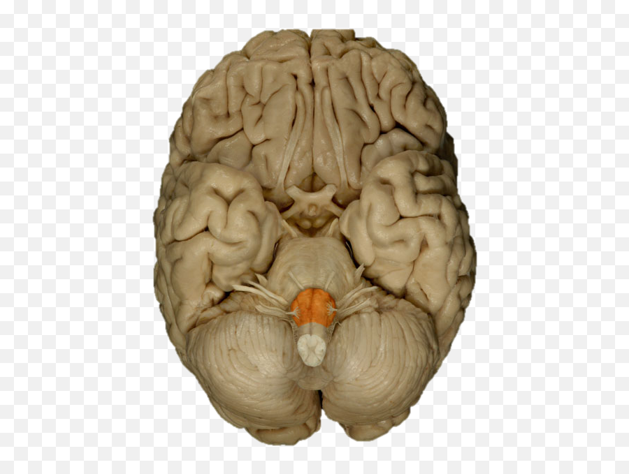 Brain Flashcards Cheggcom - Cadaver Brainstem Cranial Nerves Emoji,Oblique Emotion