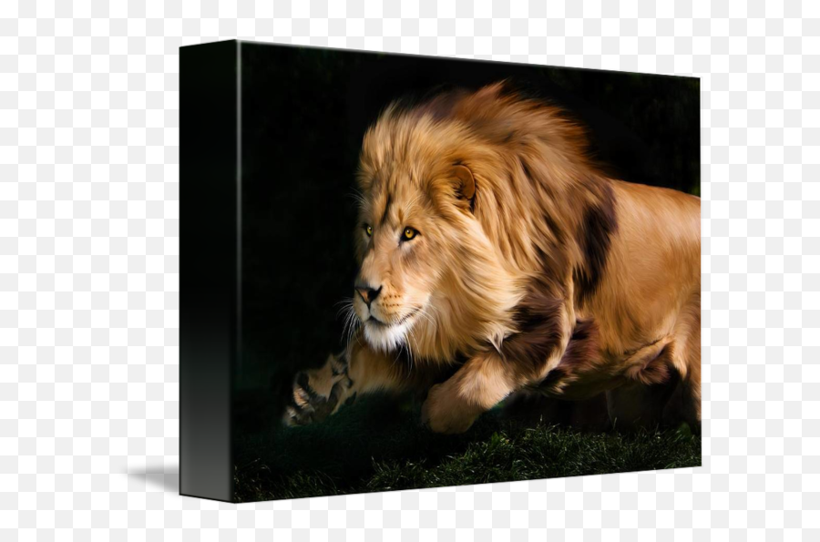 Malelionhuntingjulielhoddinott By Yuvraj Lushte - New Lion Hd Wallpaper Download Lion Emoji,Male L&d Physicians Emotion