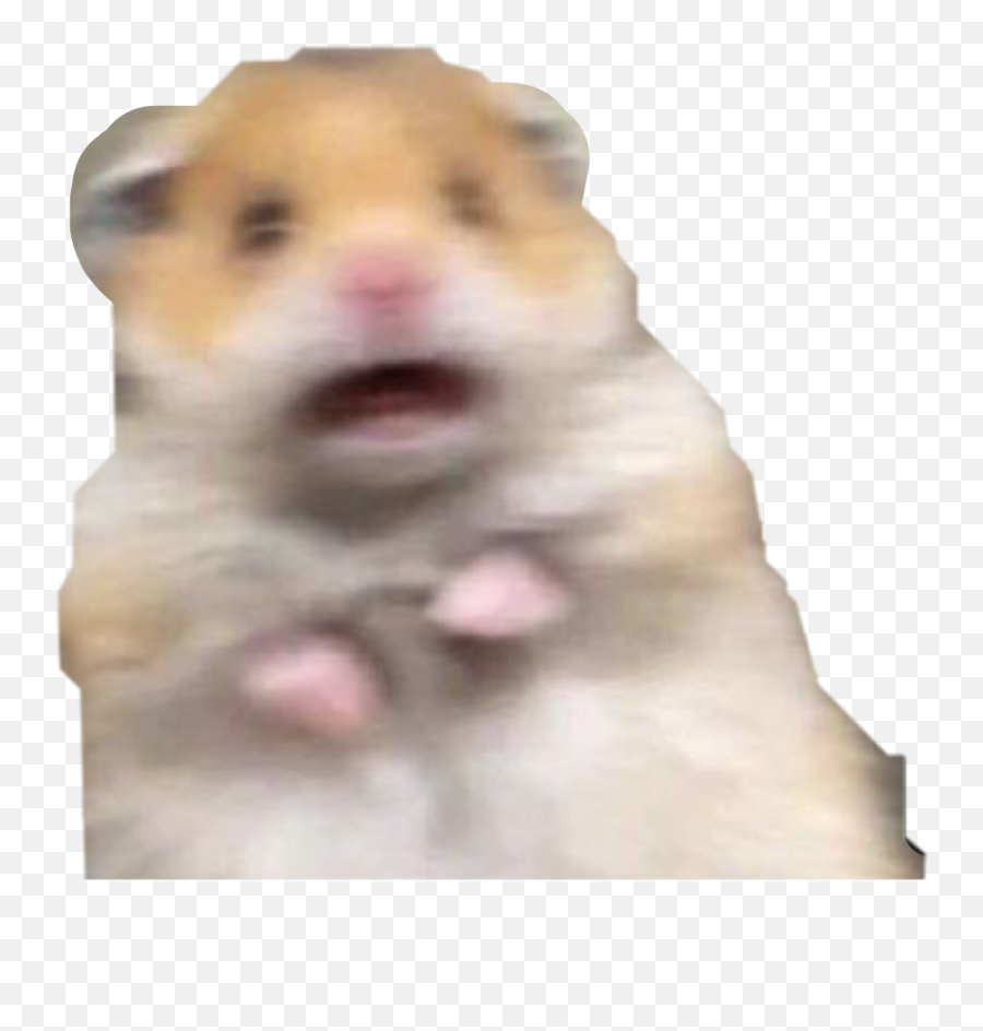 The Most Edited Susto Picsart Emoji,Laughing Hamster Emoji