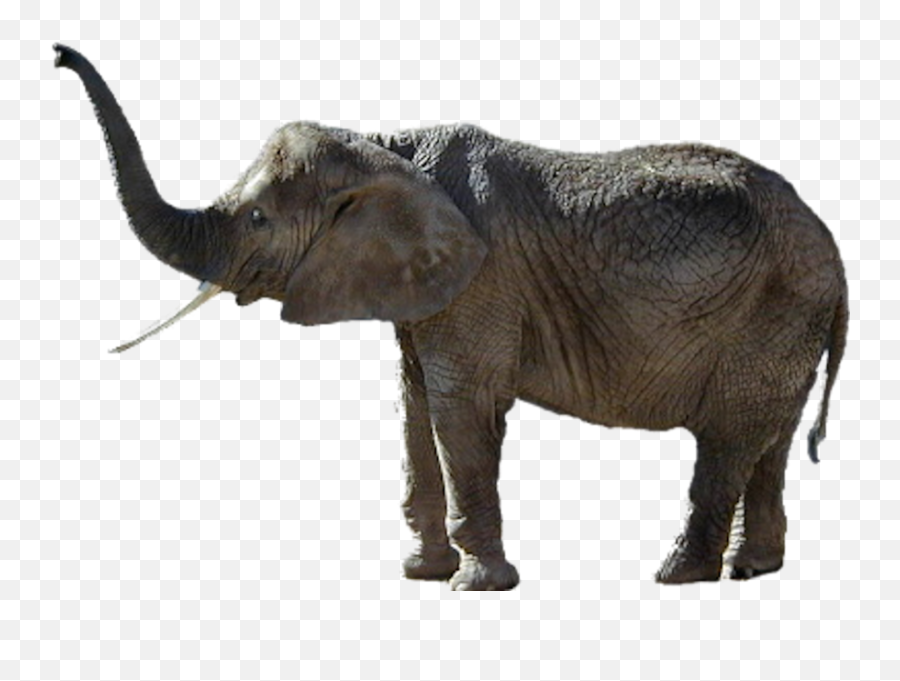 Elephant Psd Official Psds Emoji,Emojis Of Elephant