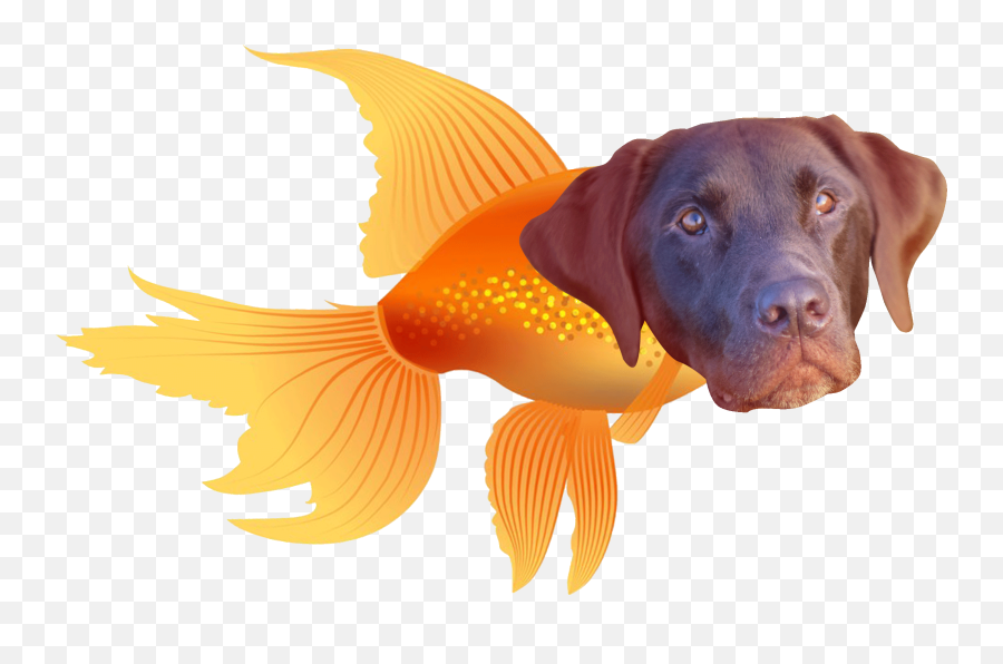 Ilmu Pengetahuan 8 Dog Gif Transparent - Fish Swimming Gif Transparent Emoji,Doge Emoji