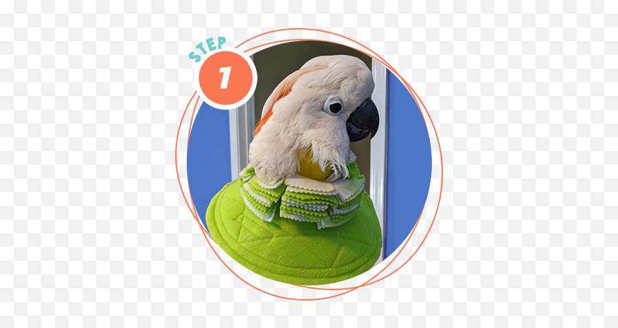 Help For Feather Plucking In Birds Birdsuppliescom - Soft Emoji,Cockatiel Emotions