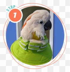 Help For Feather Plucking In Birds Birdsuppliescom - Soft Emoji,Cockatiel Emotions