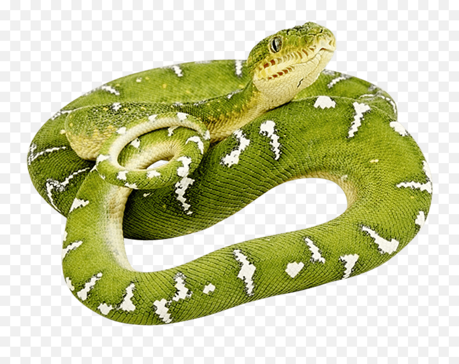 Smooth Green Snake Png U0026 Free Smooth Green Snakepng - Green Snake Png Emoji,Snakes Emoji