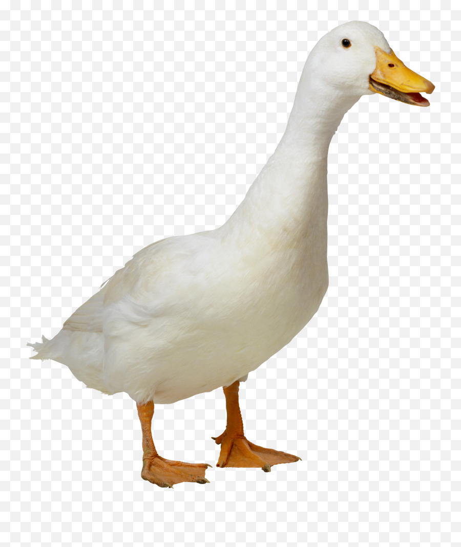 White Duck Free Download - 19159 Transparentpng Duck Transparent Png Emoji,Duck Emoji Iphone