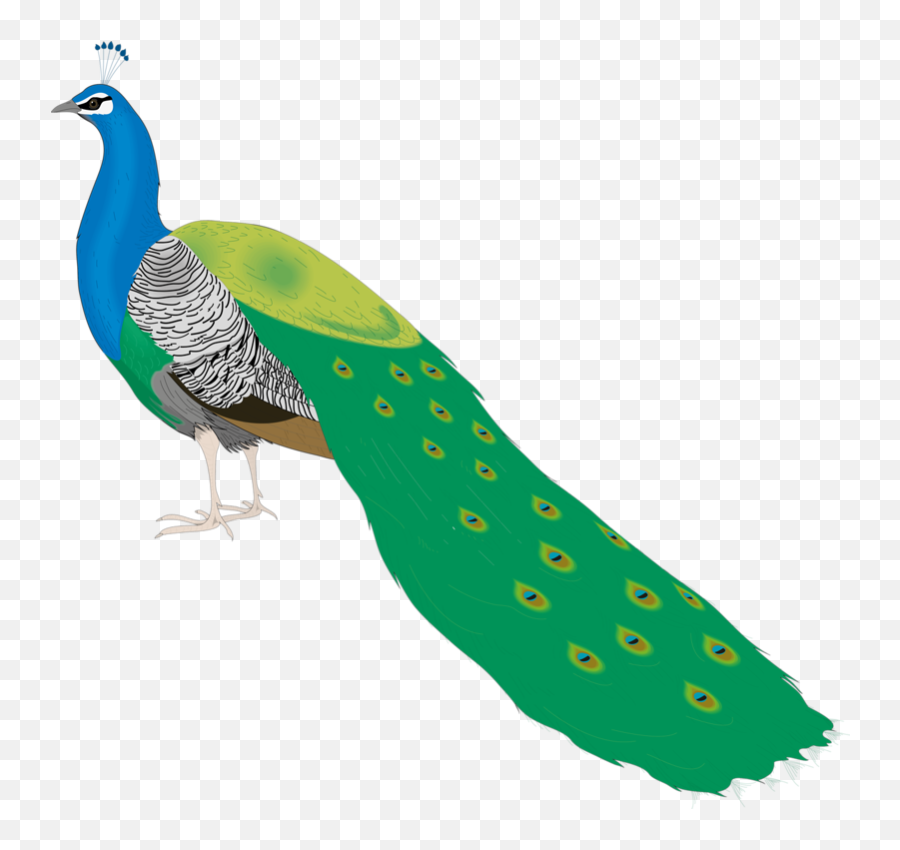 Bird Peafowl Clip Art - Beautiful Peacock Photo Download Emoji,Peacock Emoji