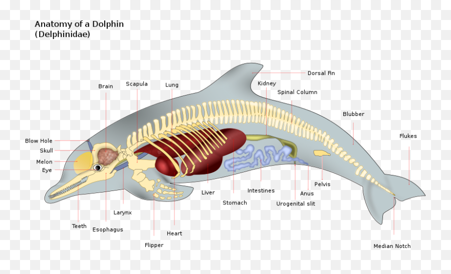 Toothed Whale Wiki - Cetacean Anatomy Emoji,Whales Mimicking Human Emotion