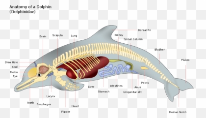 Toothed Whale Wiki - Cetacean Anatomy Emoji,Whales Mimicking Human Emotion