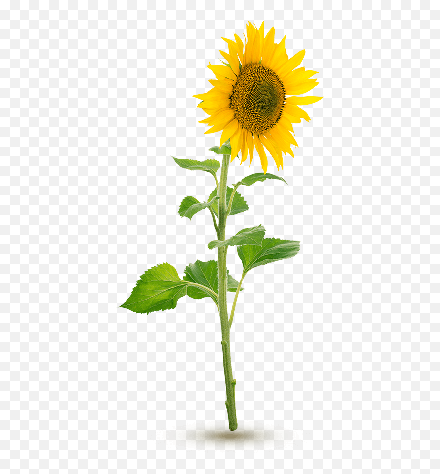 Fonte Puro - Natural Home Grown Cold Pressed Sunflower And Sunflower Sepals Emoji,Facebook Sunflower Emoticons