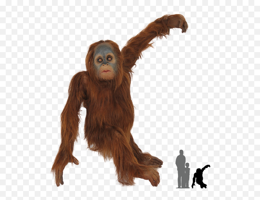 Monkey Orangutan Png Transparent Images Free Download - Outline Orangutan Png Emoji,Ape Emoji Png